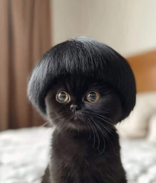 MEOW token image