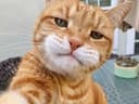 Cat On Base
