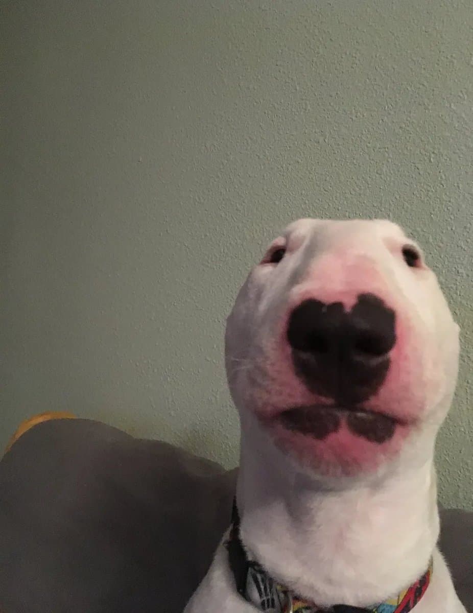 PupperNelson token image