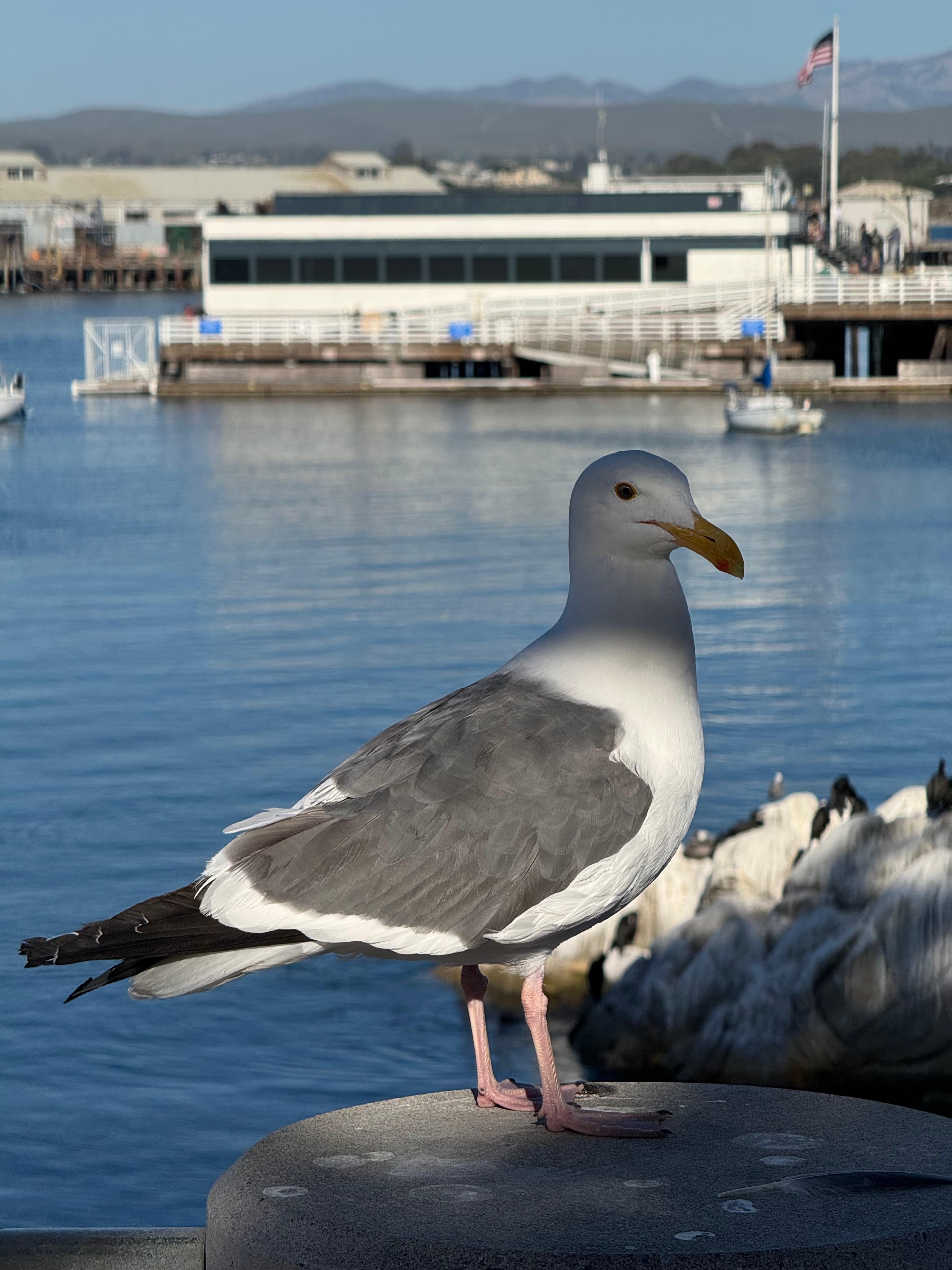 Birb token image