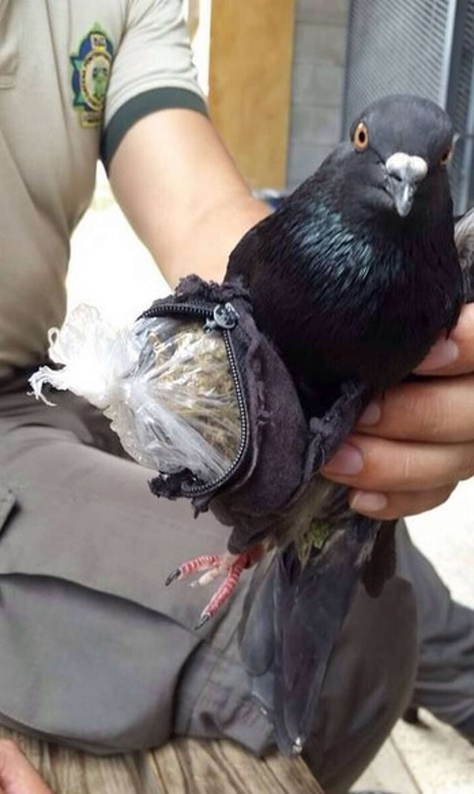 narco Paloma (PIGEON.TRADE)