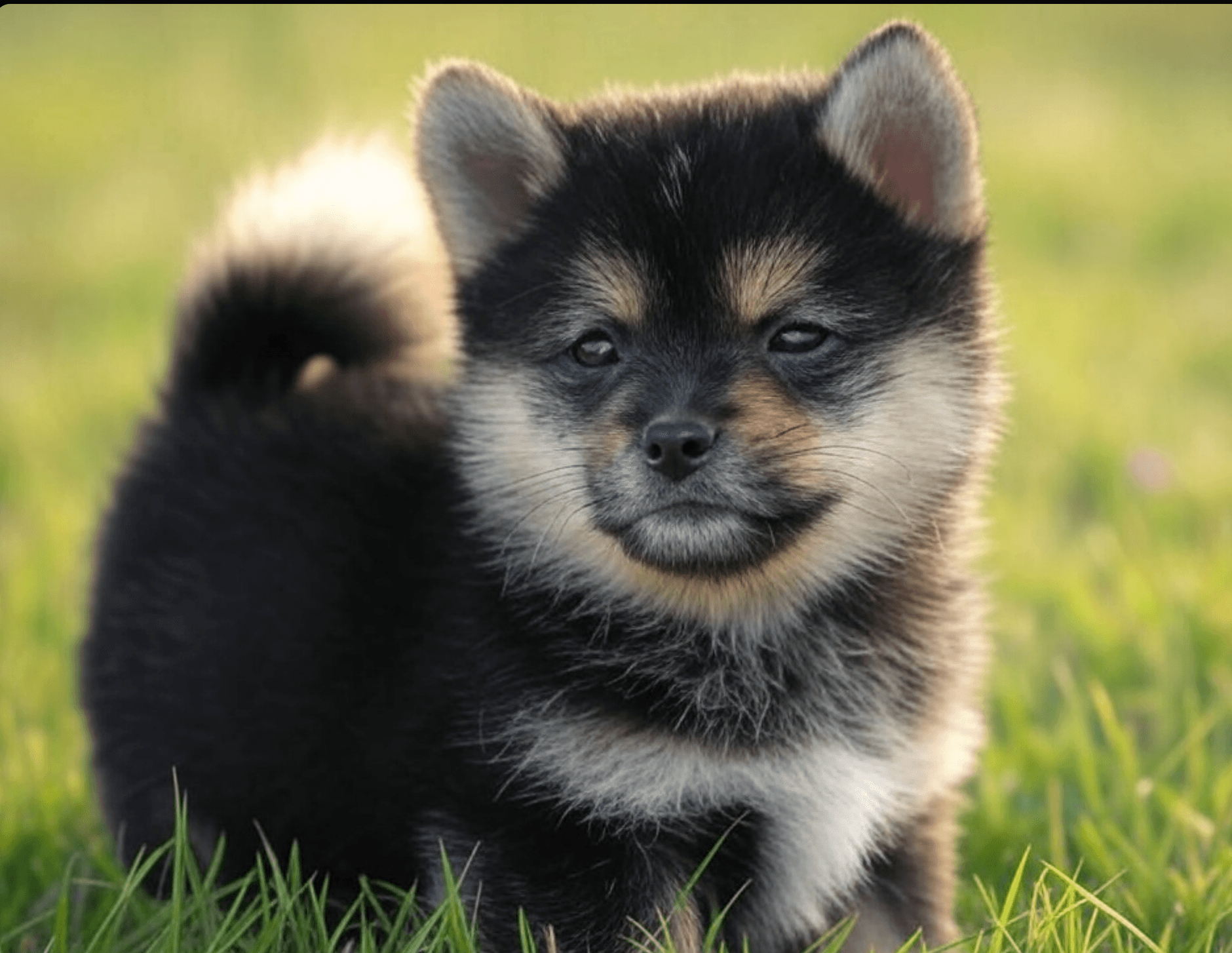 Baby Cocoro token image