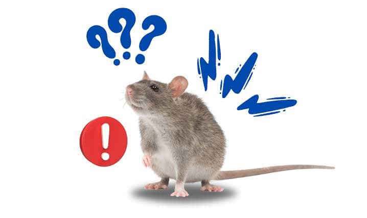 Rato The Rat token image