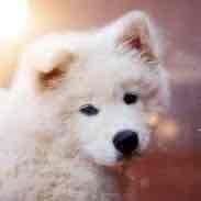 Cocoro Daughter token image